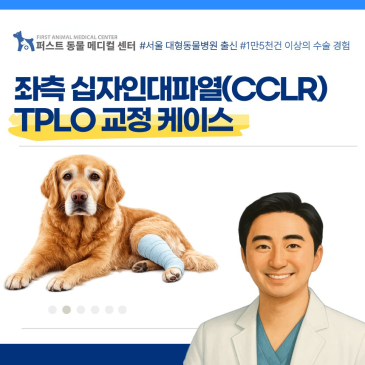 좌측 십자인대파열(CCLR) TPLO 교정 케이스