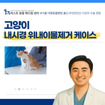 고양이 내시경 위내이물제거 케이스