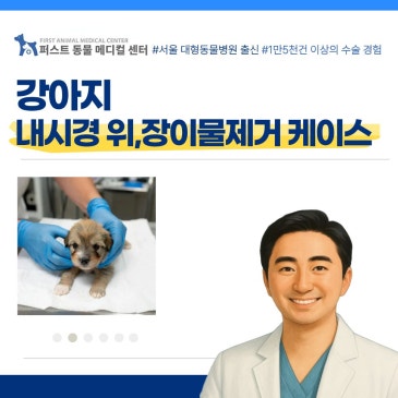 강아지 내시경 위, 장 이물제거 케이스