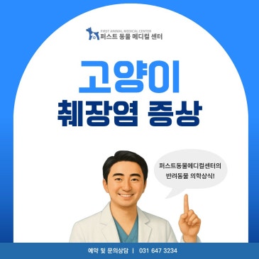 고양이 췌장염 증상 알아보기